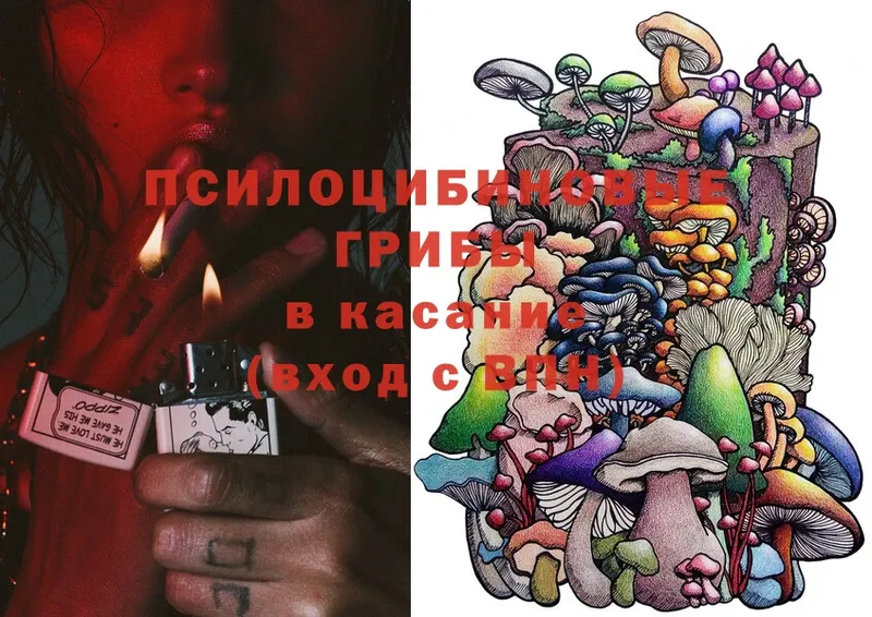 Псилоцибиновые грибы Cubensis  shop формула  Камышлов 